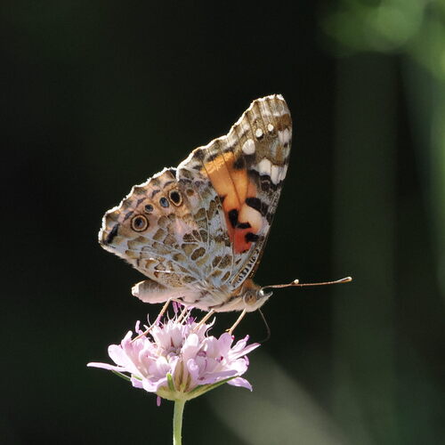 Painted Lady