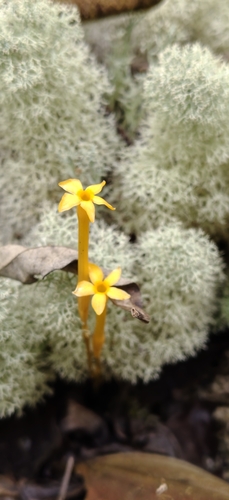 Leafless Ghostplant