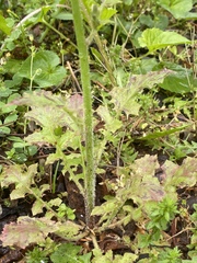 Youngia thunbergiana