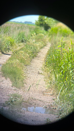 Brown-headed Cowbird