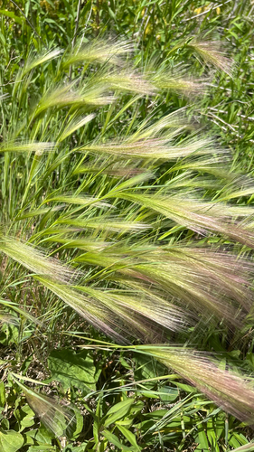 Foxtail Barley