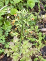 Youngia thunbergiana