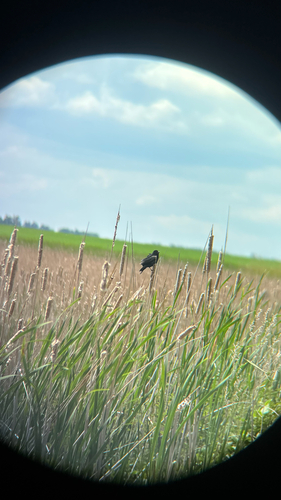 Red-winged Blackbird
