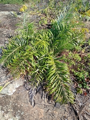 Allagoptera arenaria (Allagoptera)