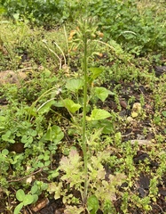 Youngia thunbergiana