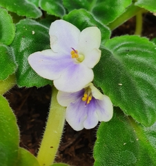 Streptocarpus ionanthus