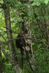 Black Snub-nosed Monkey