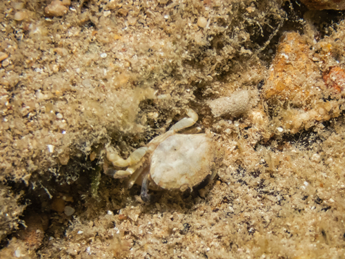 jaguar round crab