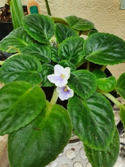 Streptocarpus ionanthus