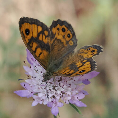 Wall Brown