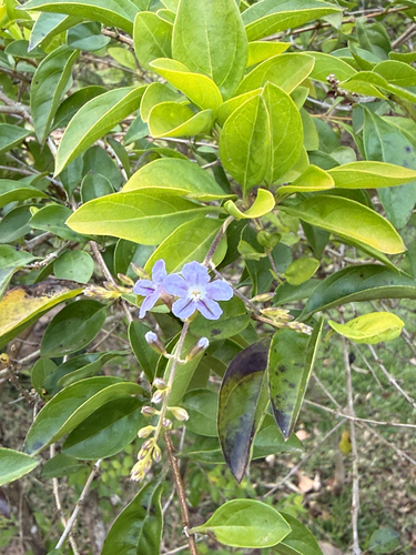 Skyflower