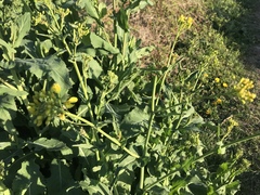 Brassica napus