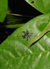 Kalcerrytus