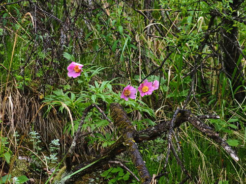 Paeonia veitchii