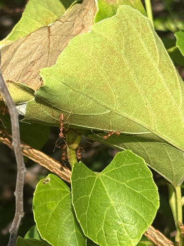 Asian Weaver Ant