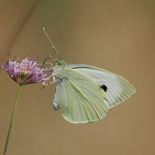 Large White
