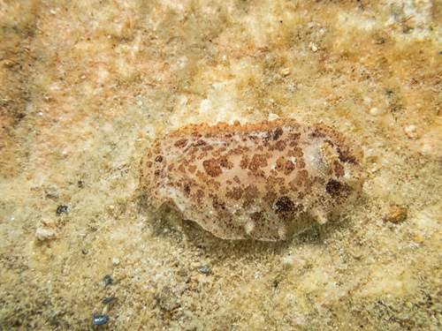 Dendrodoris grandiflora
