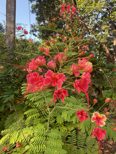 peacock flower