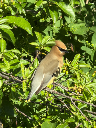 Cedar Waxwing