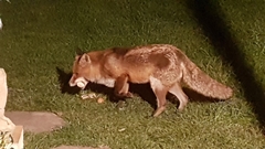 Vulpes vulpes