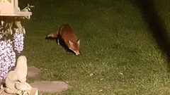Vulpes vulpes