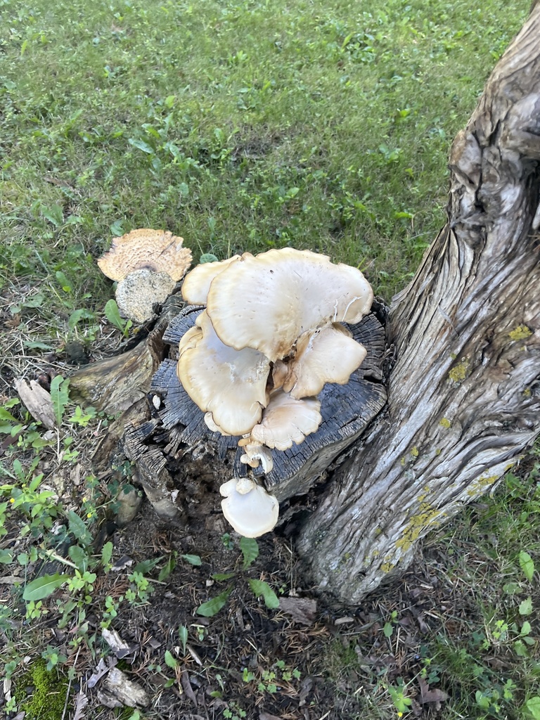 Oyster Mushroom · June 2026 · photo: Photo: (c) Elliot Greiner, some rights reserved (CC BY) · iNaturalist