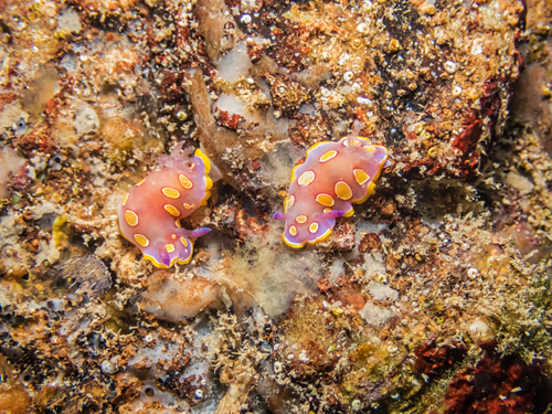 Felimida luteorosea