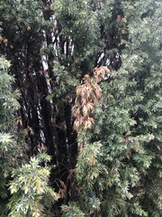 Pestalotiopsis funerea