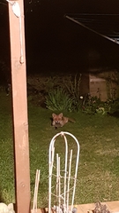 Vulpes vulpes