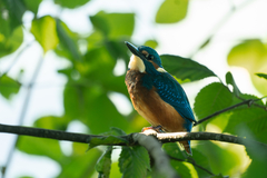 Common Kingfisher