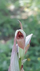 Serapias parviflora image