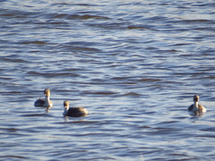 Podiceps occipitalis