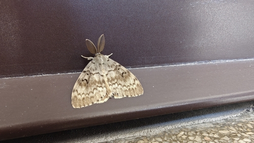 Spongy Moth