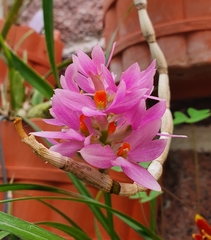 Dendrobium bracteosum