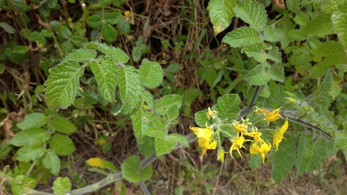 Solanum lycopersicum image