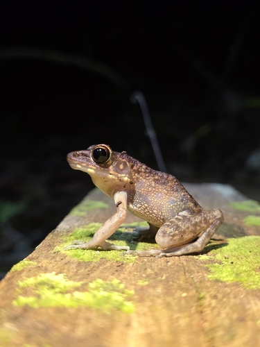 Pulchrana baramica