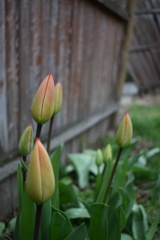 Tulipa gesneriana