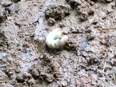 Insecta