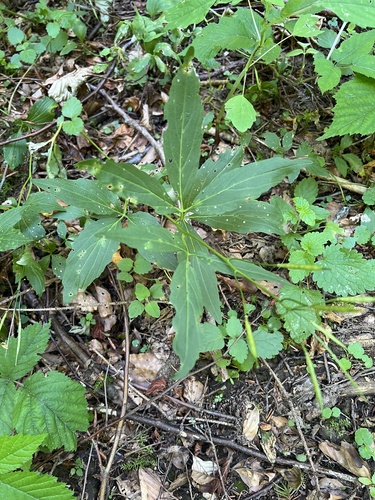 Cardamine waldsteinii, photograph 4