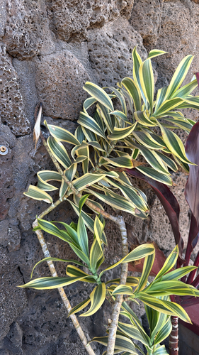 Dracaena reflexa observed 2026-06-21