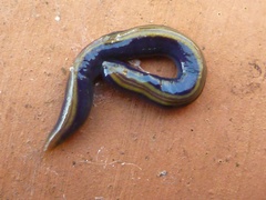 Caenoplana bicolor