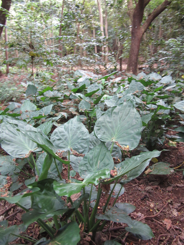 Alocasia observed 2026-06-20