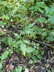 Cardamine waldsteinii, photograph author not stated, no rights reserved