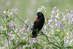 Agelaius phoeniceus californicus