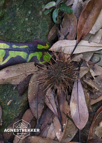 Sloanea sinensis observed 2026-06-24