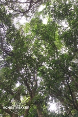 Sloanea sinensis, photograph author not stated, no rights reserved