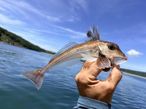 Grauwe poon (Eutrigla gurnardus) — Triglidae — 2