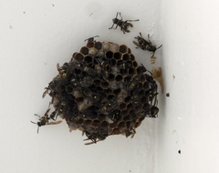 Mischocyttarus pallidipectus