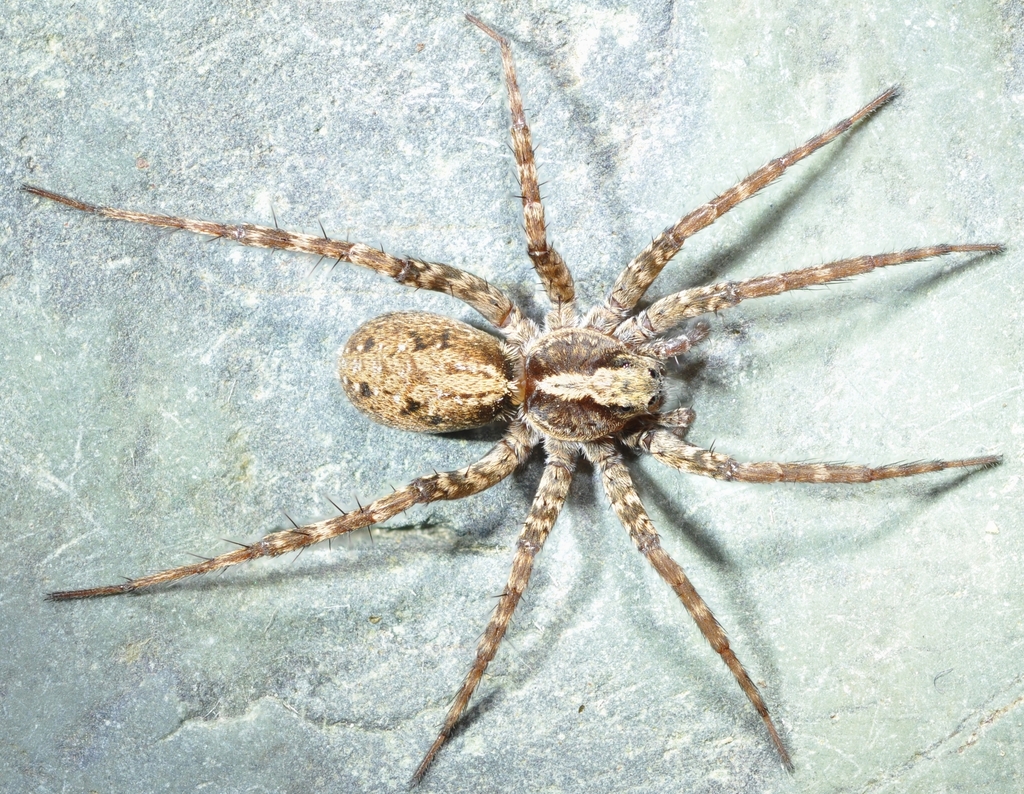 Pardosa dorsuncata