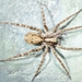 Pardosa dorsuncata - Photo (c) Susan Wise-Eagle, some rights reserved (CC BY-NC), uploaded by Susan Wise-Eagle